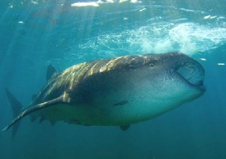 Asombroso tiburon ballena